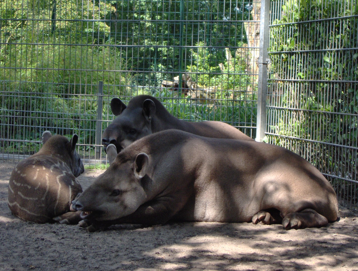 Tapir mit Junges