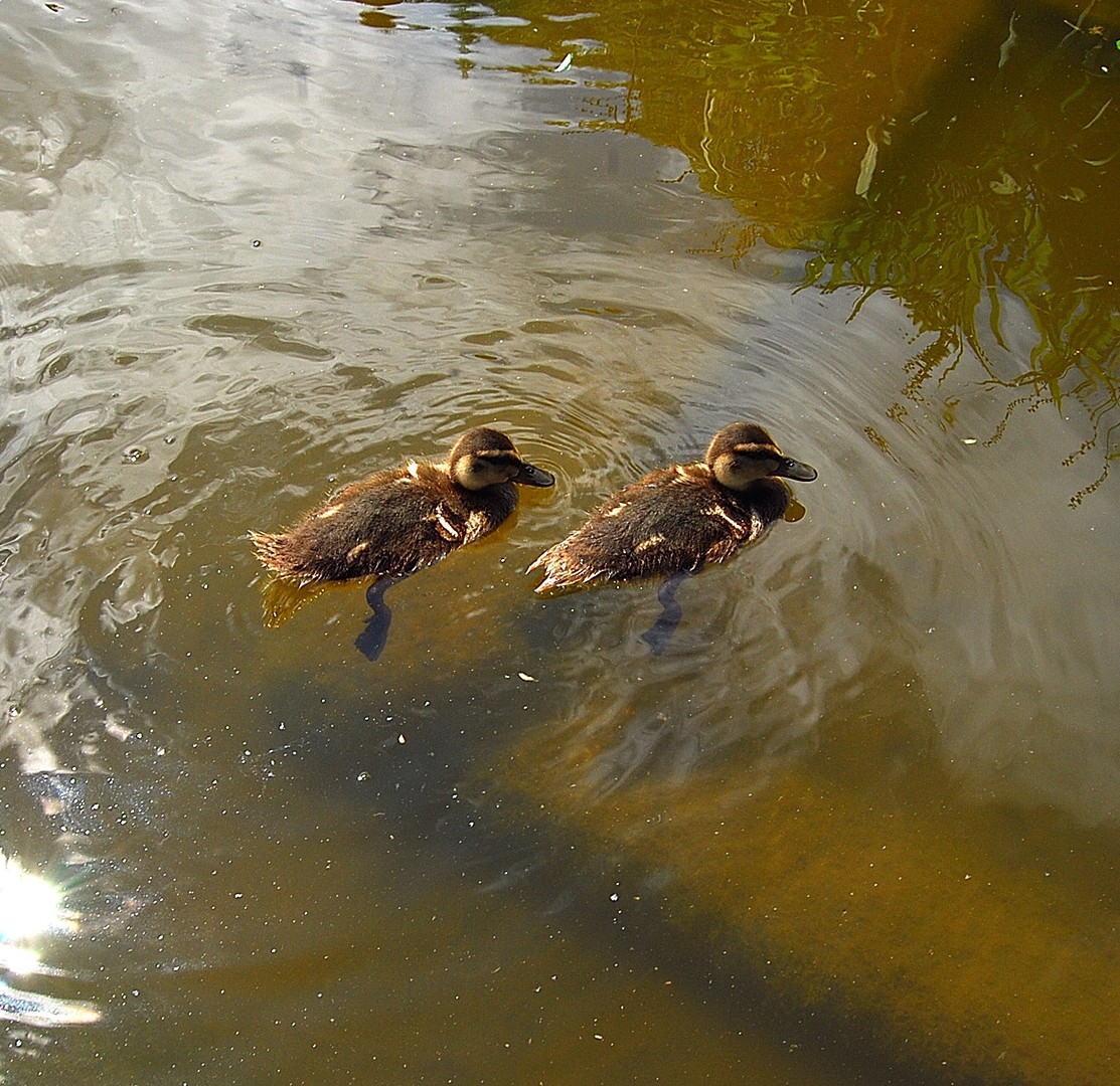 Canards.