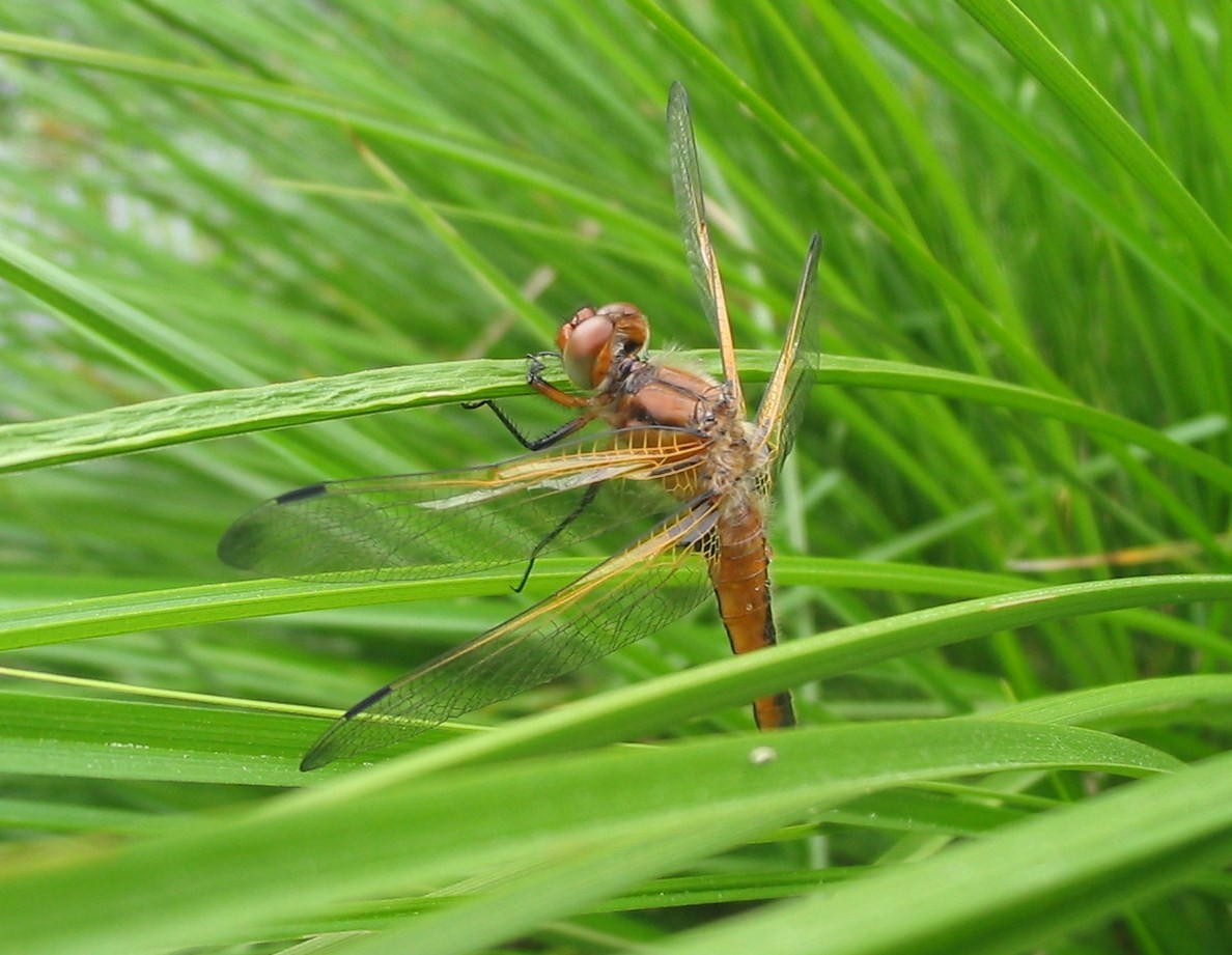 Libelle im Sommer