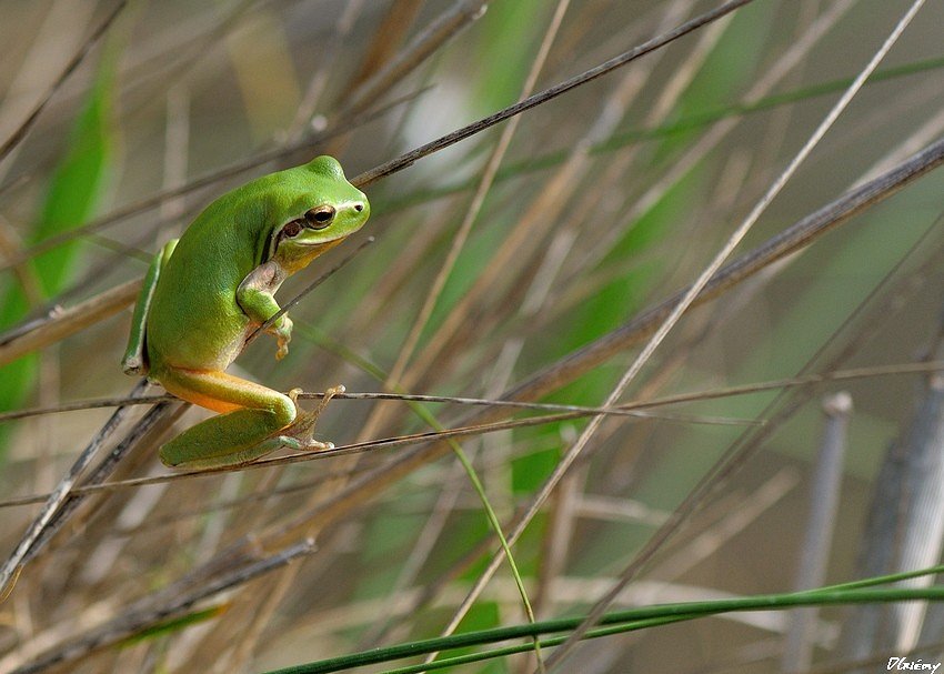 Rainette verte