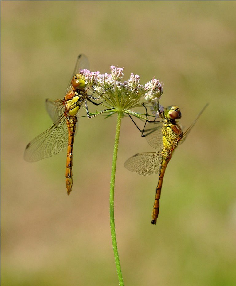 2 dragonfly's