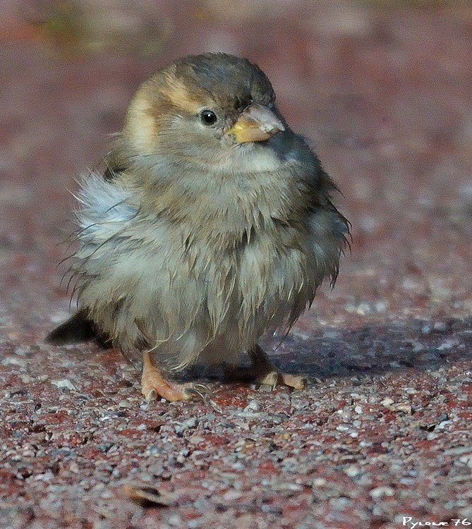 Le petit moineau