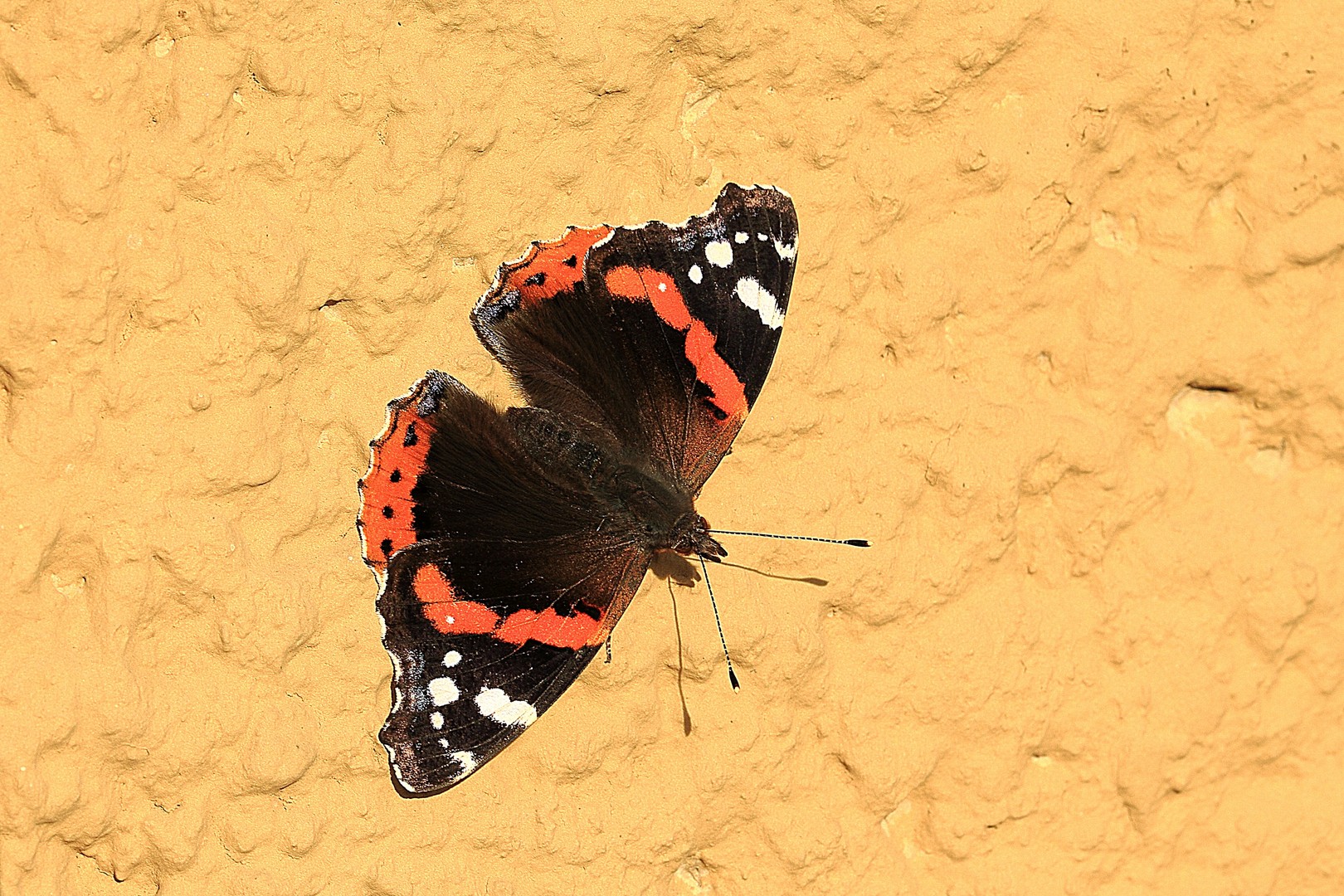 Der wirklich allerletzte Schmetterling