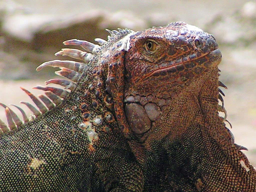 Lizzard in Thailand