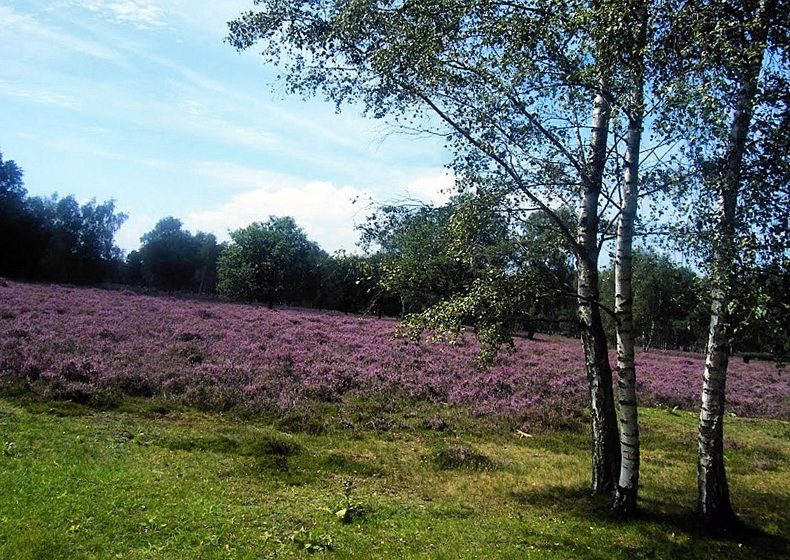 Wenn  die Heide  blüht