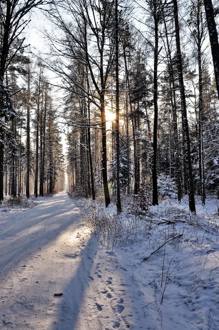 Winterwald