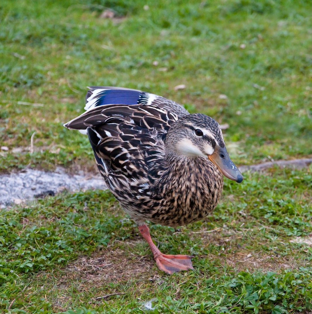 Die einbeinige Ente