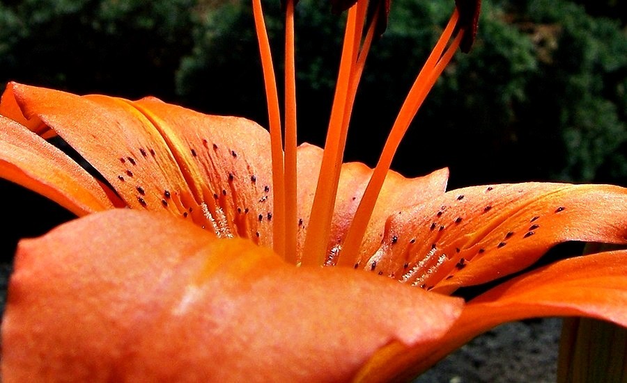 Blick in eine Lilienblüte