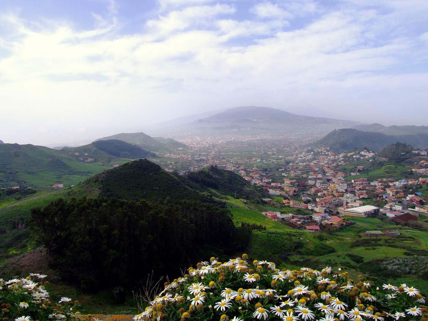 Blumen auf Teneriffa