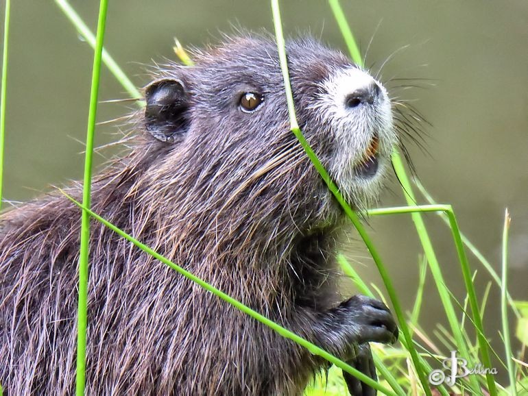 nutria