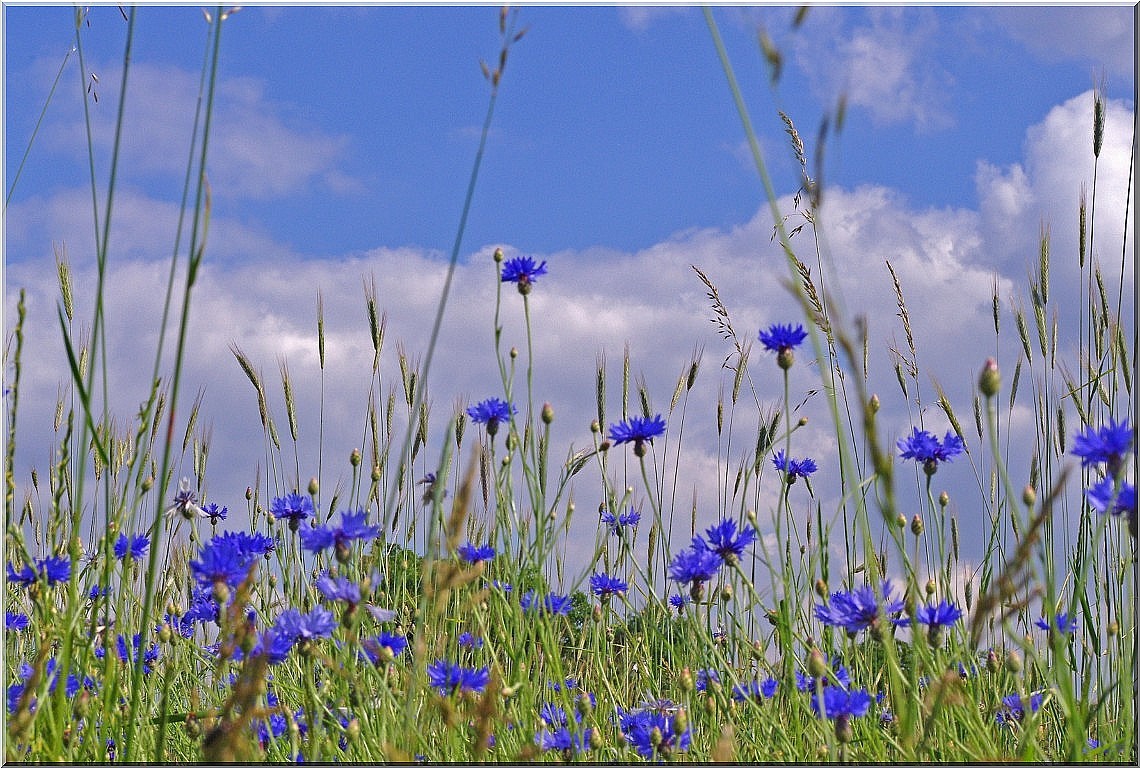 Kornblumen blau