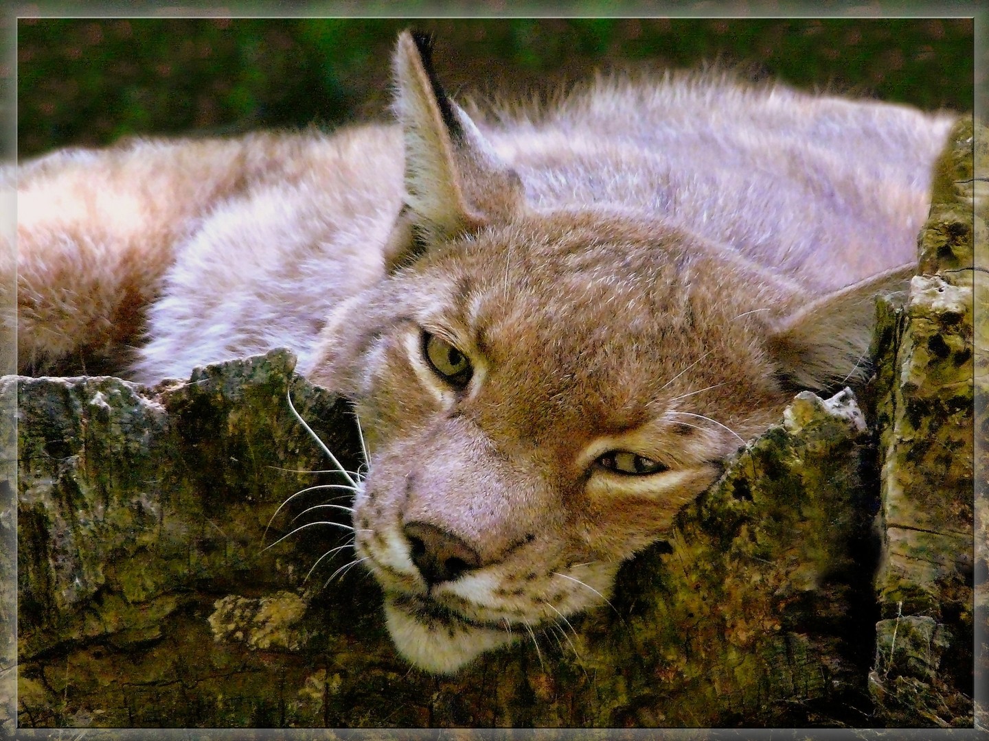 Luchs 