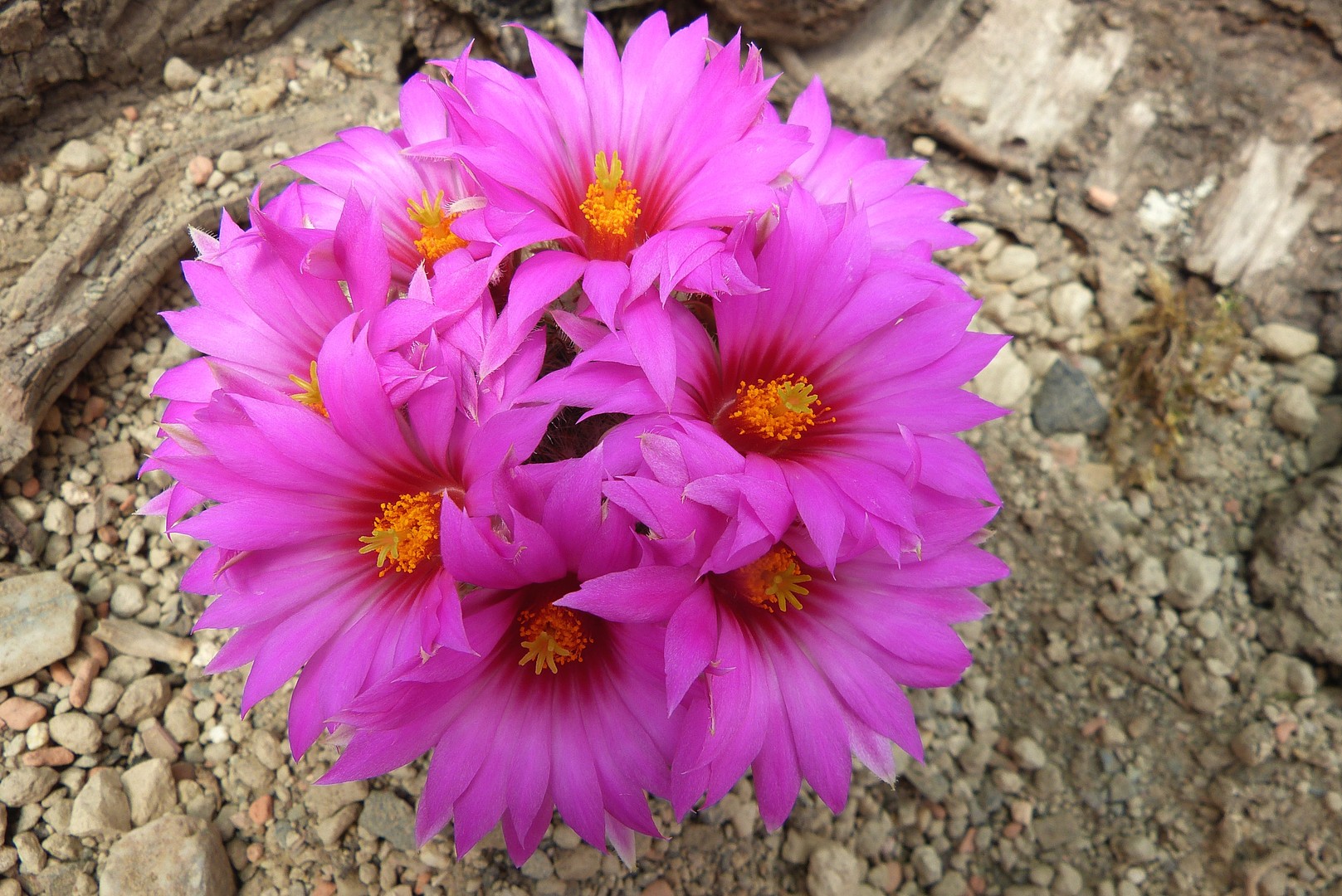 Kaktus Mammillaria guelzowiana