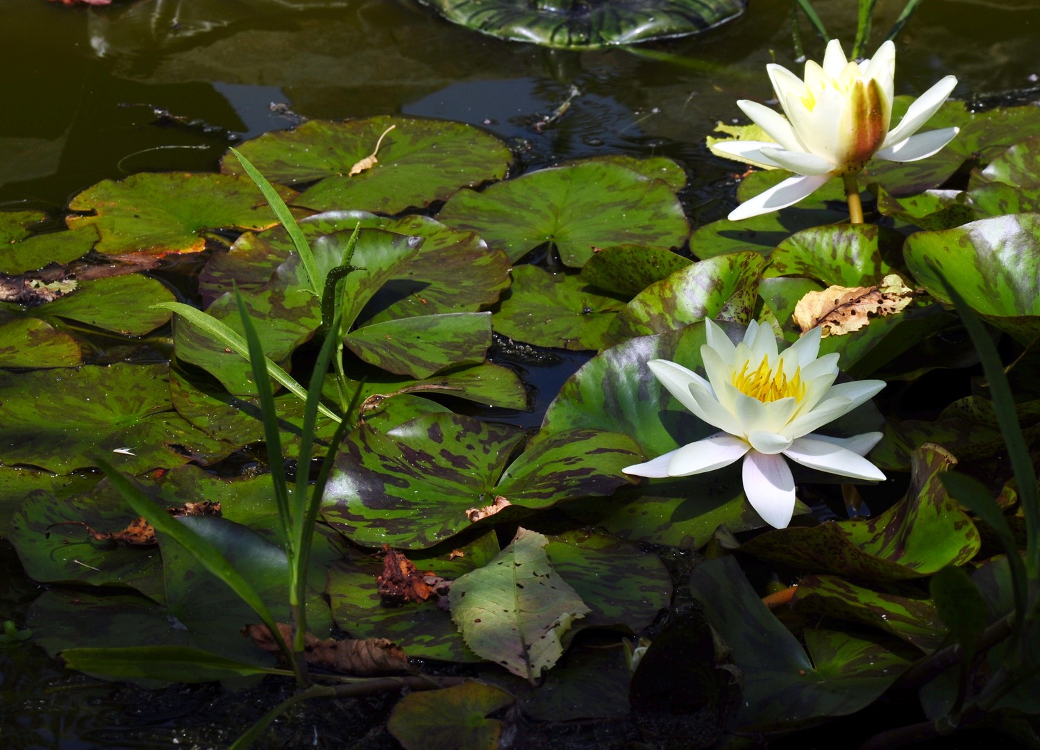 Zwei Schönheiten im Teich