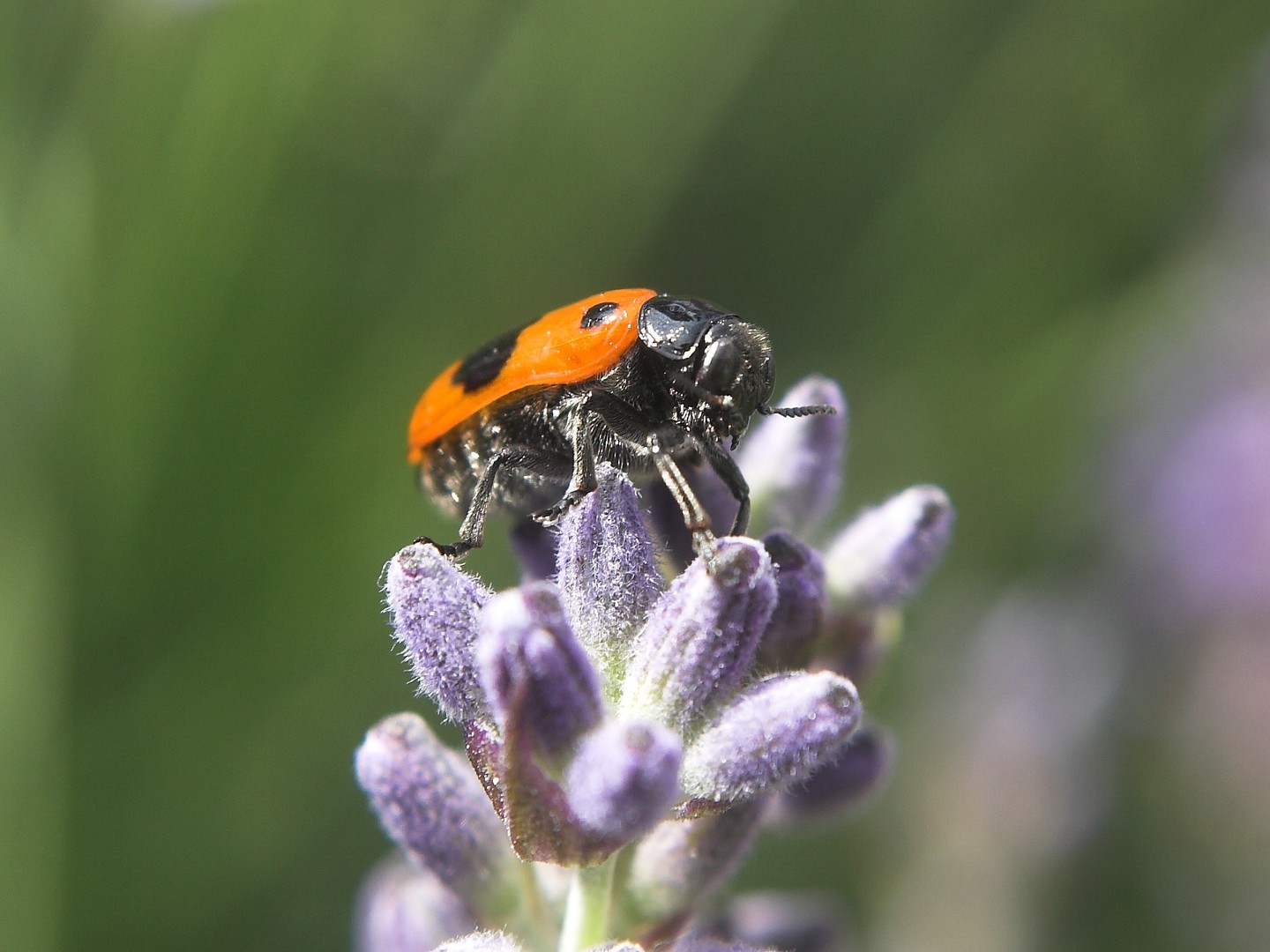 Käfer auf Lavendelblüte