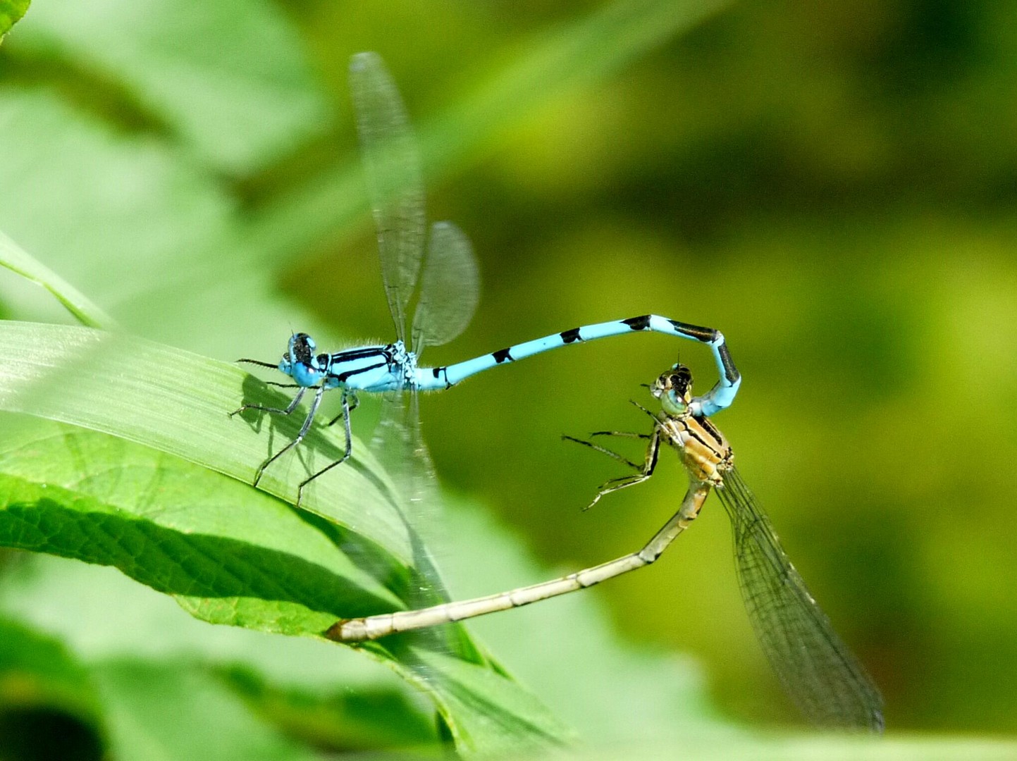 Azurjunpfer Paarung