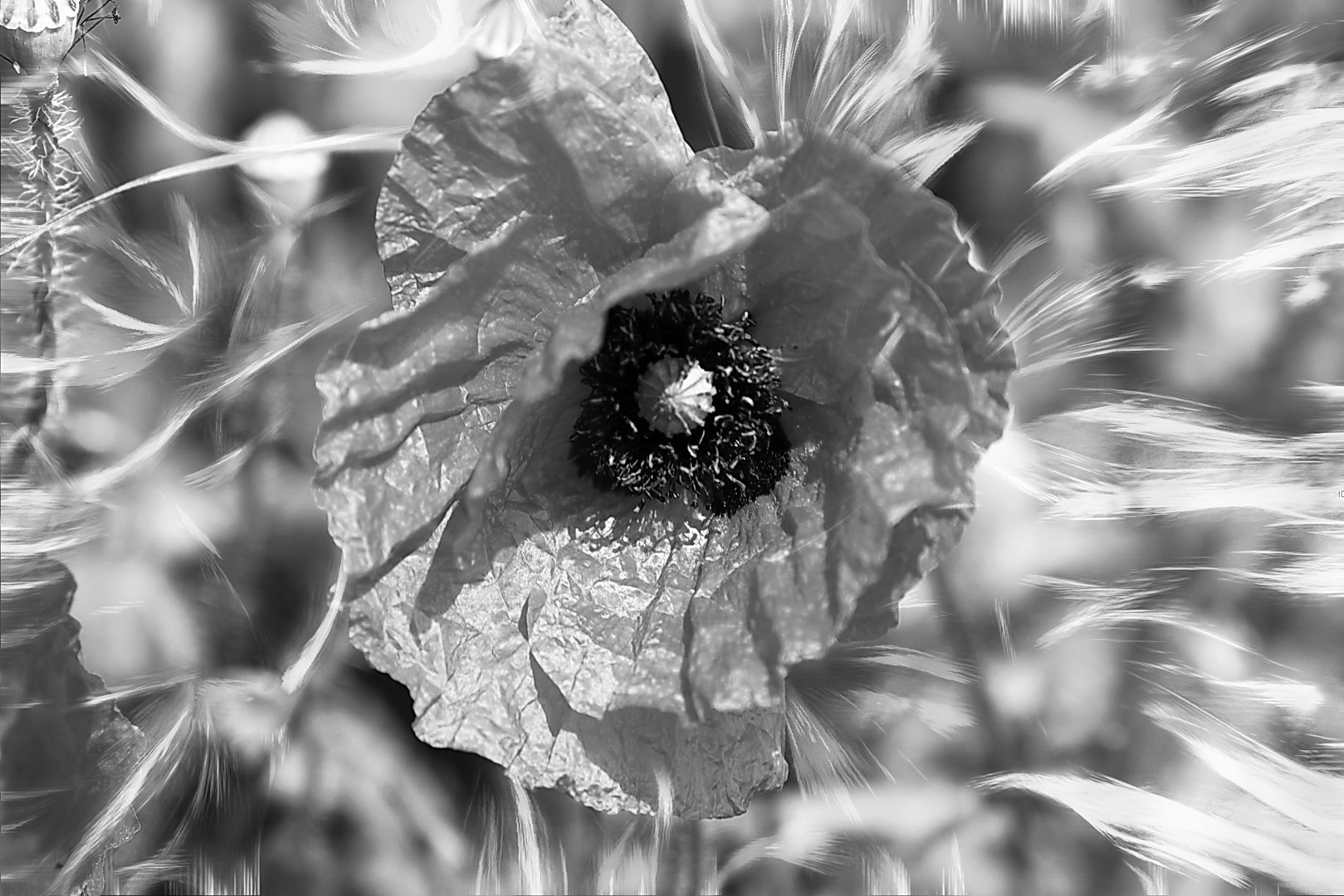 Mohn