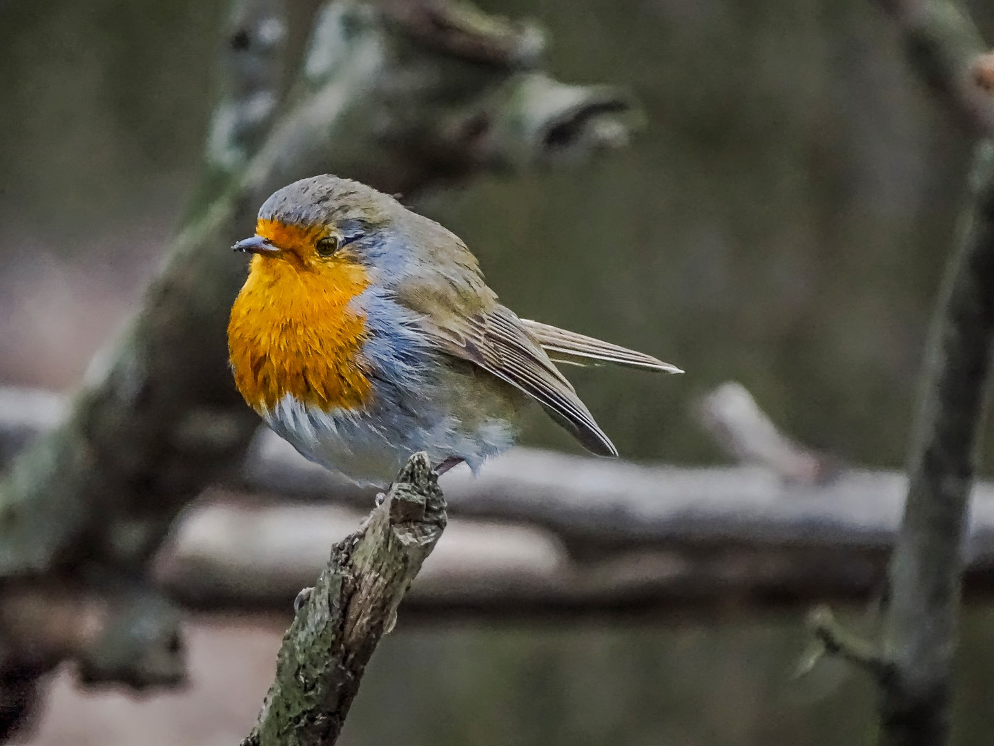 Robin - Erithacus rubecula