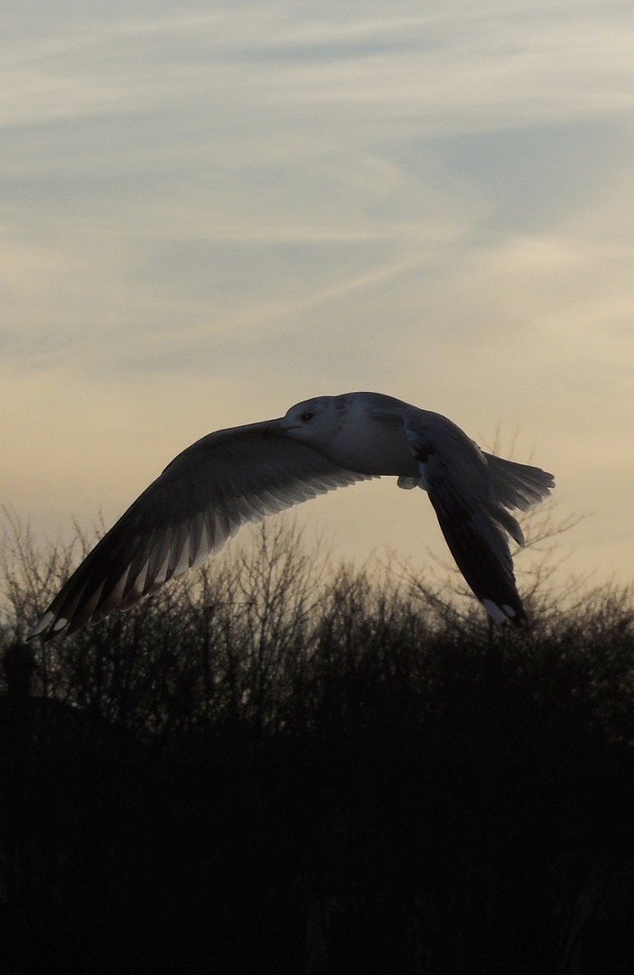 Abend Rundflug