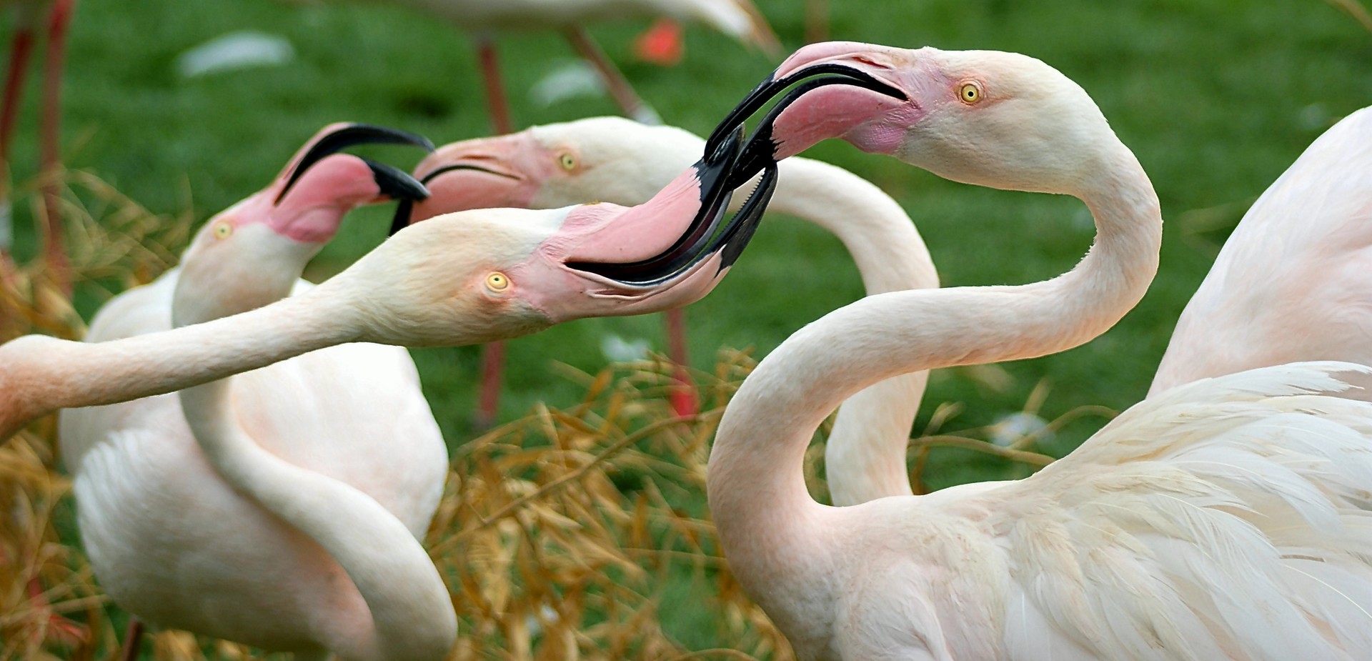 Flamingos