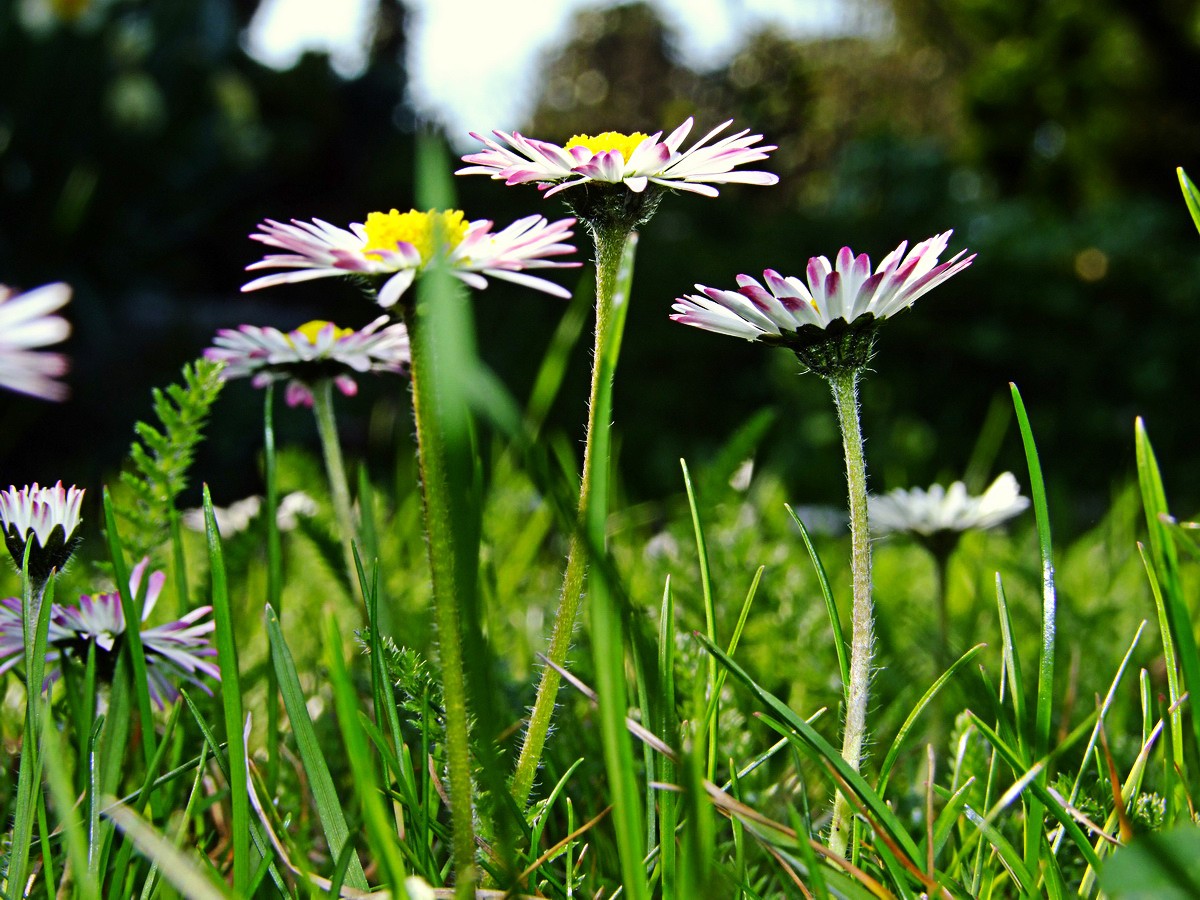 Gänseblümchen1