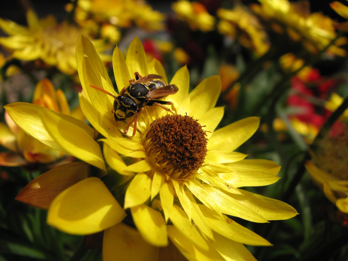 Wespe auf Strohblume