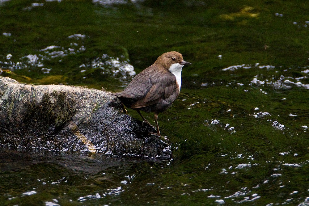 Wasseramsel an der Urft- Gemünd/Kreis Euskirchen