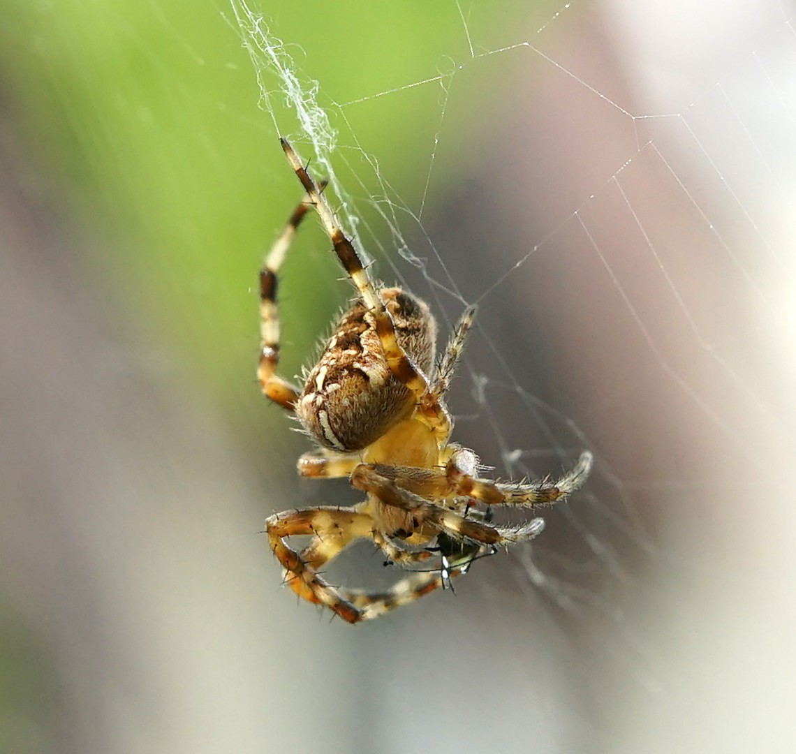 Kreuzspinne (Araneus)