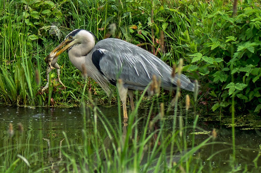 Czapla siwa / Grey Heron