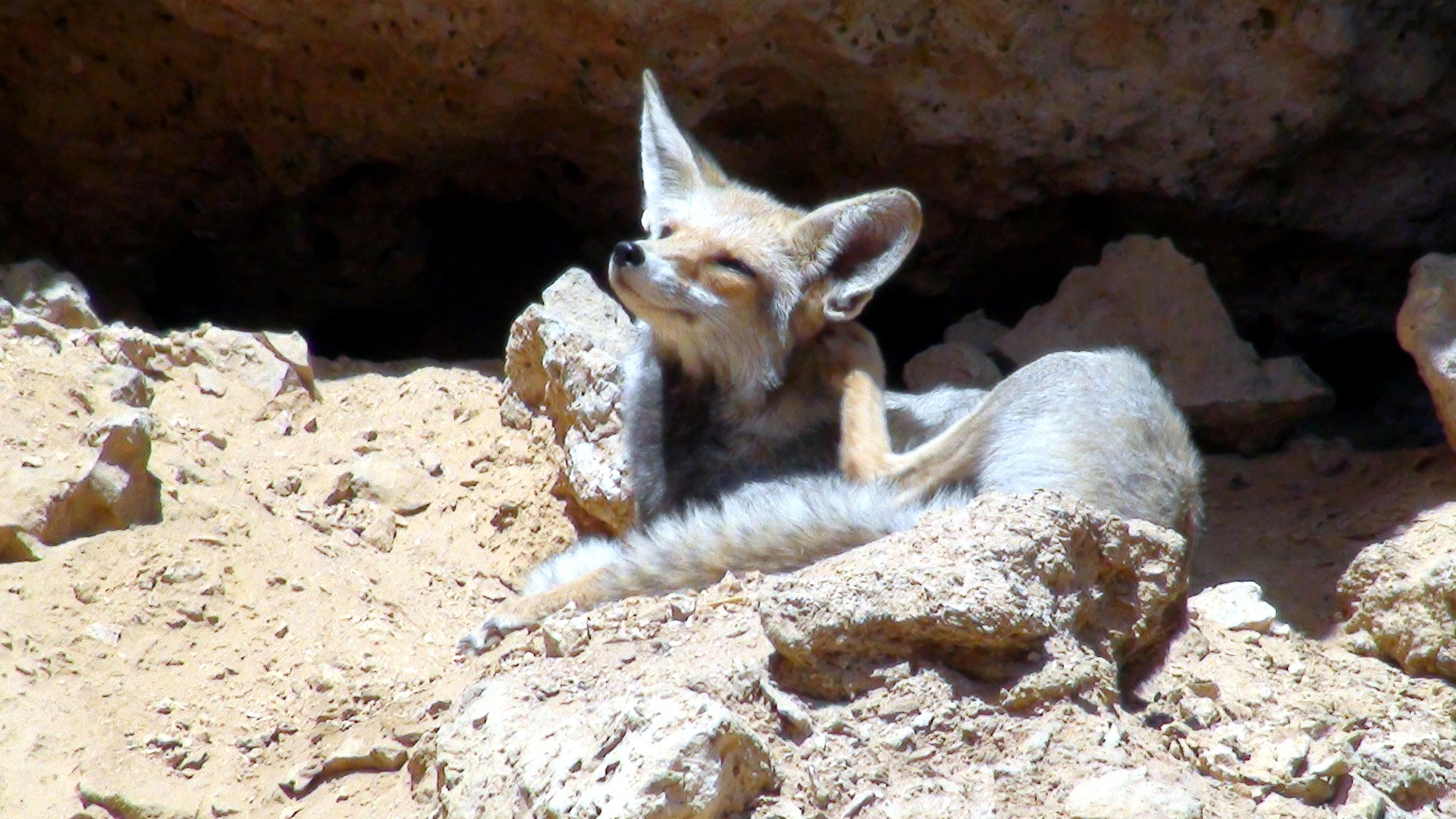 renard du desert