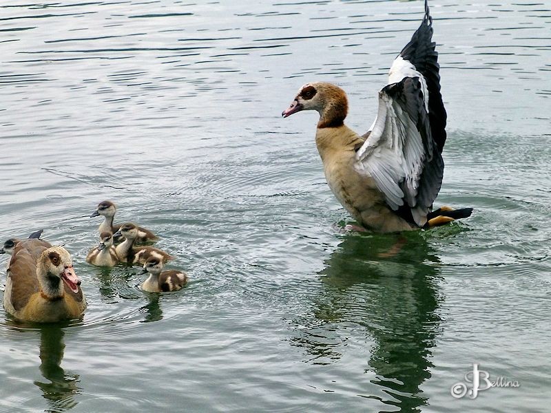 Entenfamilie