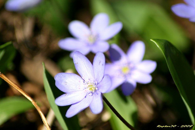 Frühlingsboten