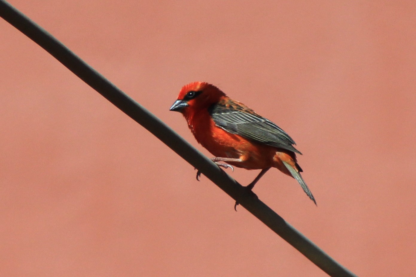 Cardinal ou Foudi rouge