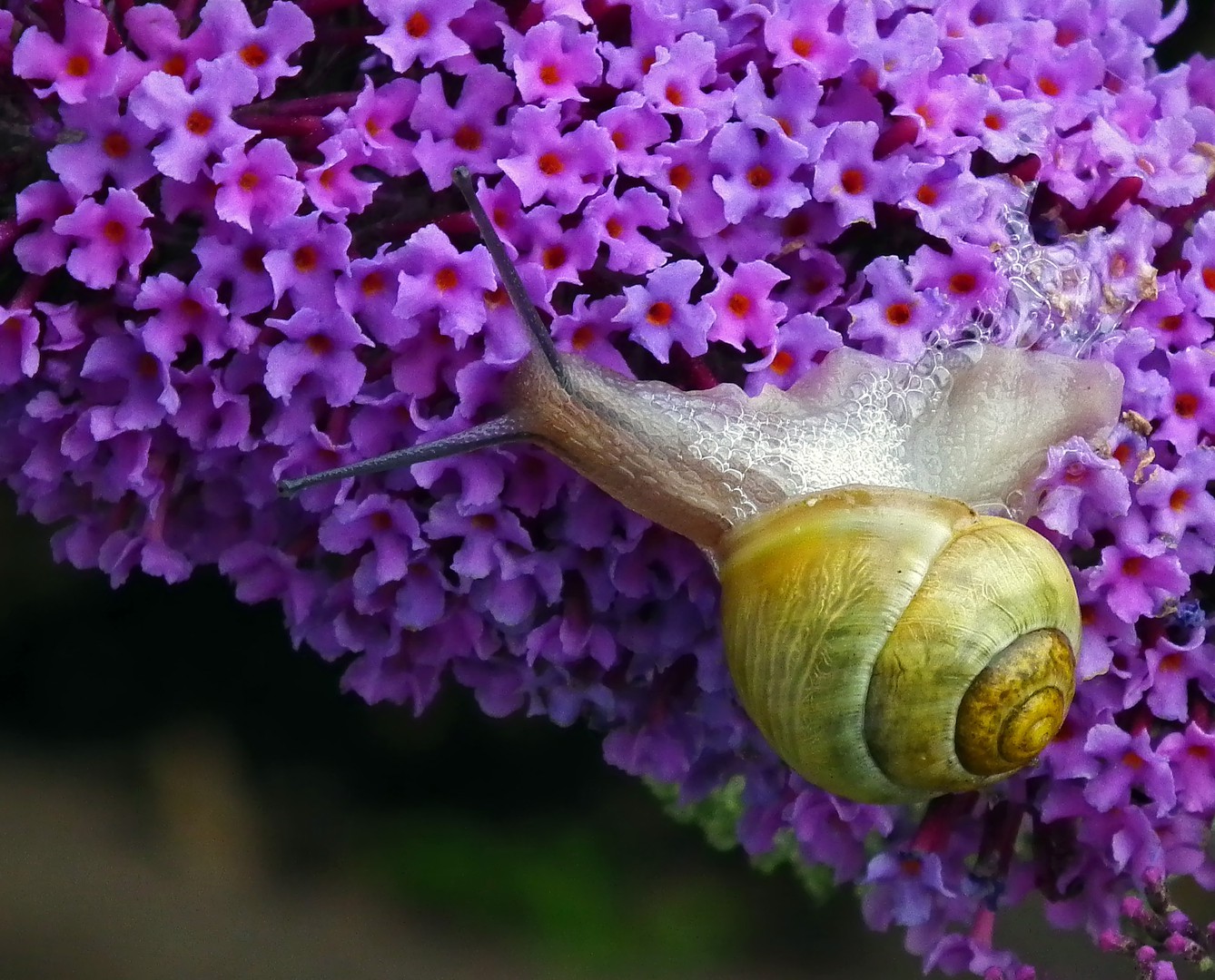 Gartenschnecke