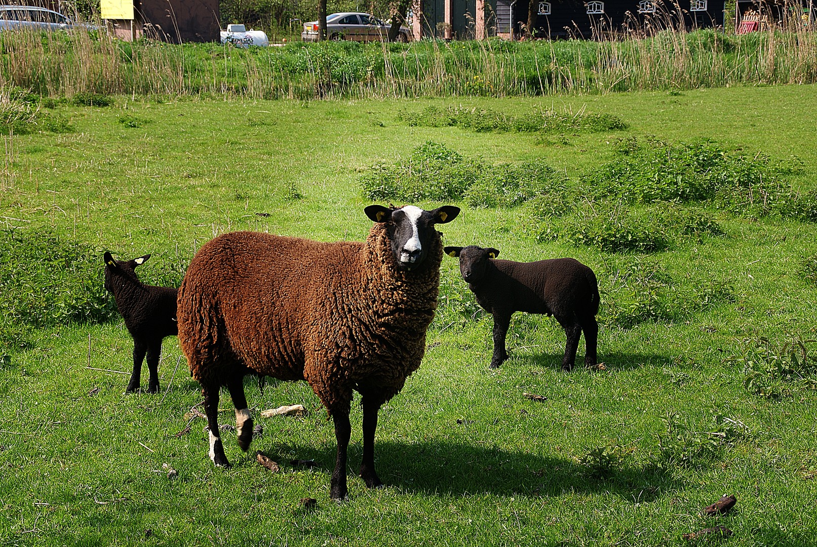 Het Bruine schaap