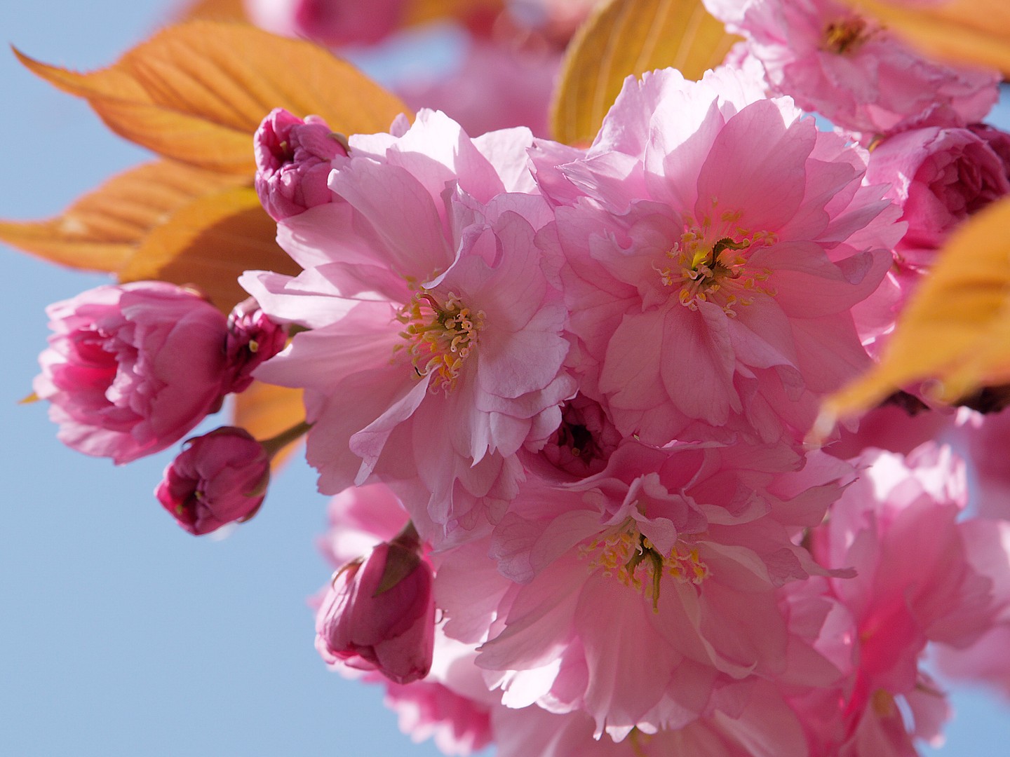 wildkirschblüten