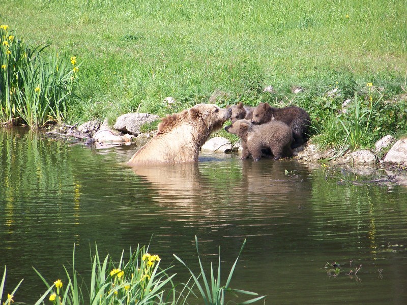 Bären sollen schwimmen lernen