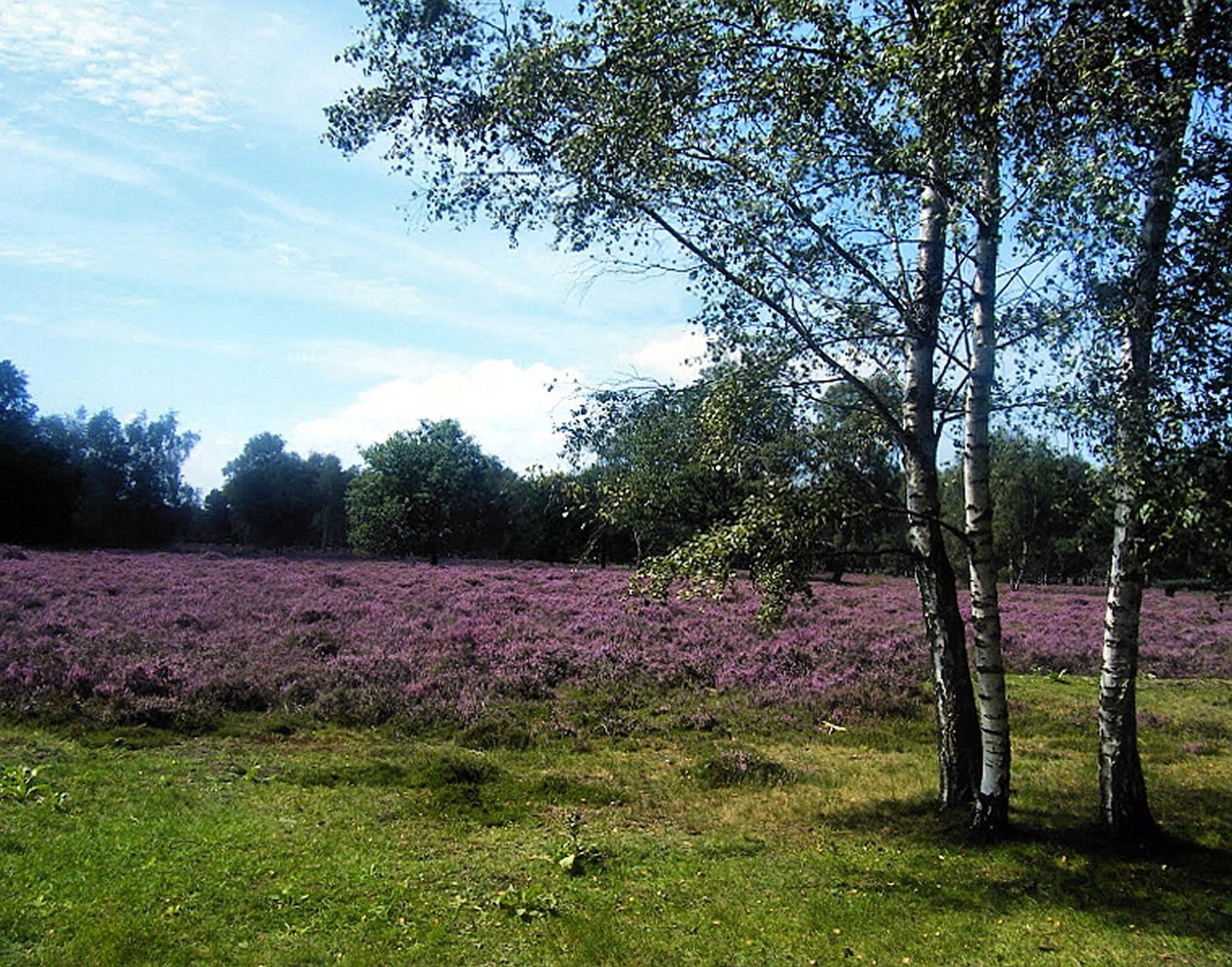 Wenn die Heide blüht