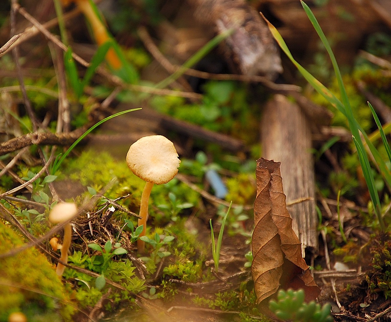 Champignon.