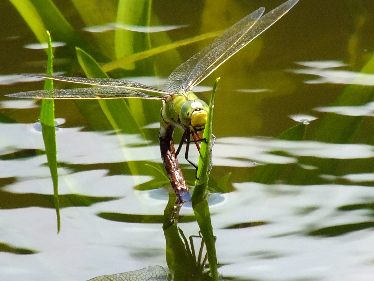 Libelle beim Leichen