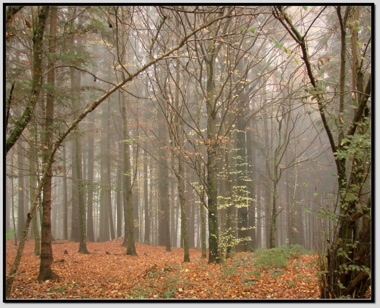 Nebel im Wald