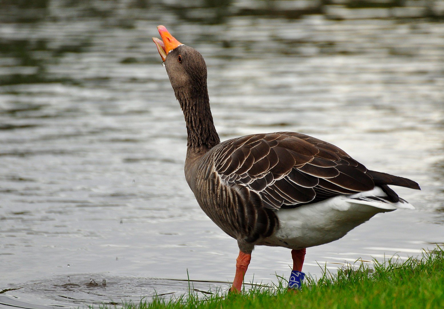 Trinkende Graugans