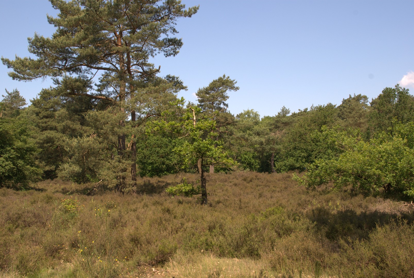 Veluwe