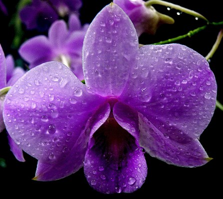 ORCHIDEE.