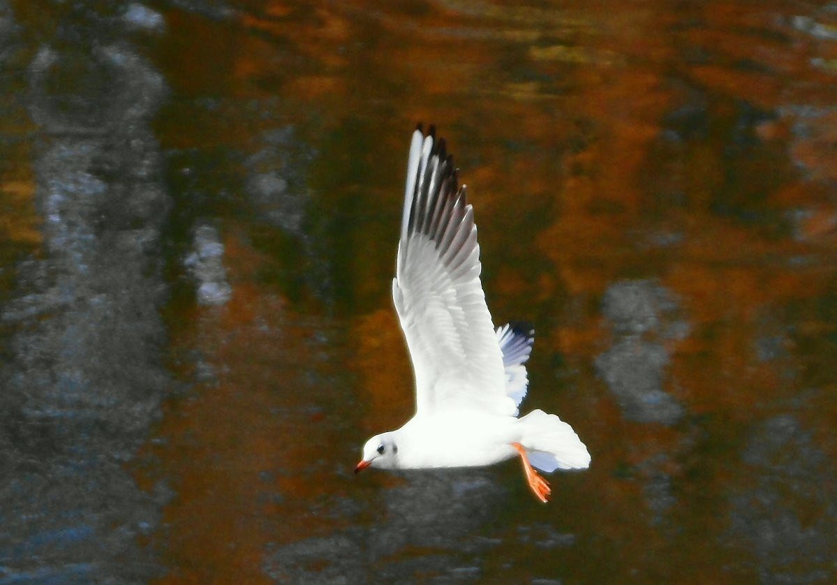 Möwenflug im Herbst