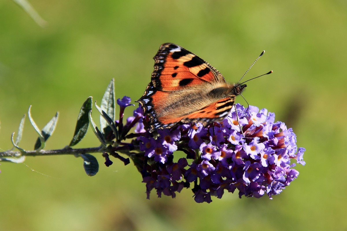 Lavendel mit Kleinem Fuchs