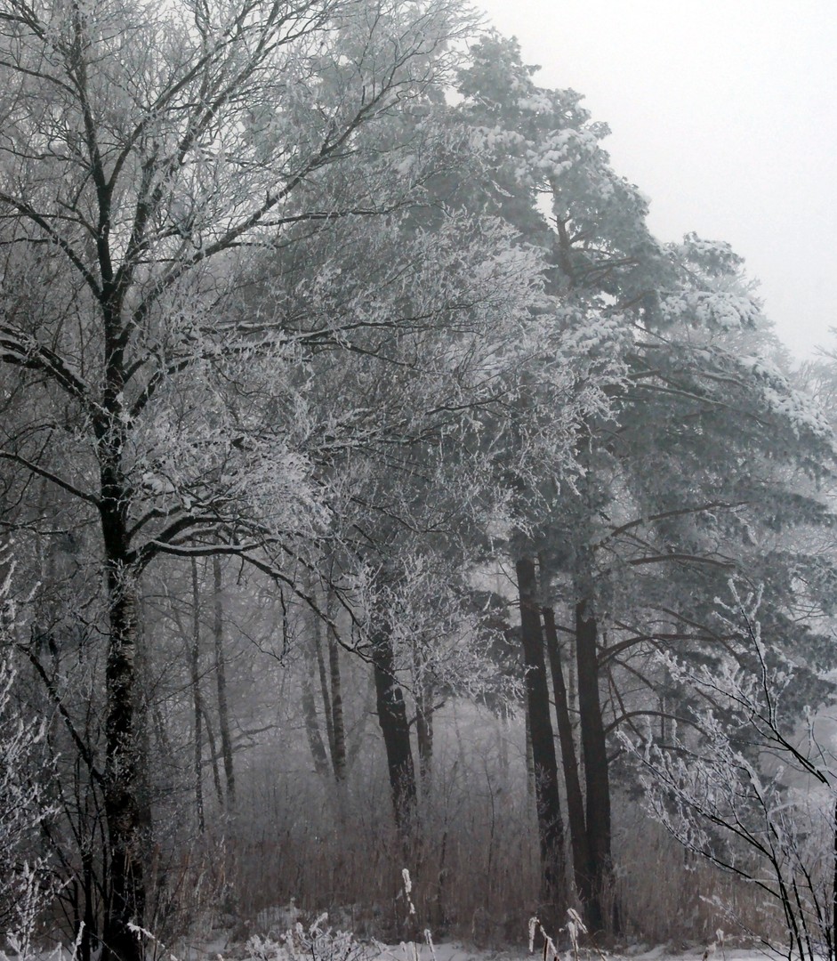 Schnee und Nebel