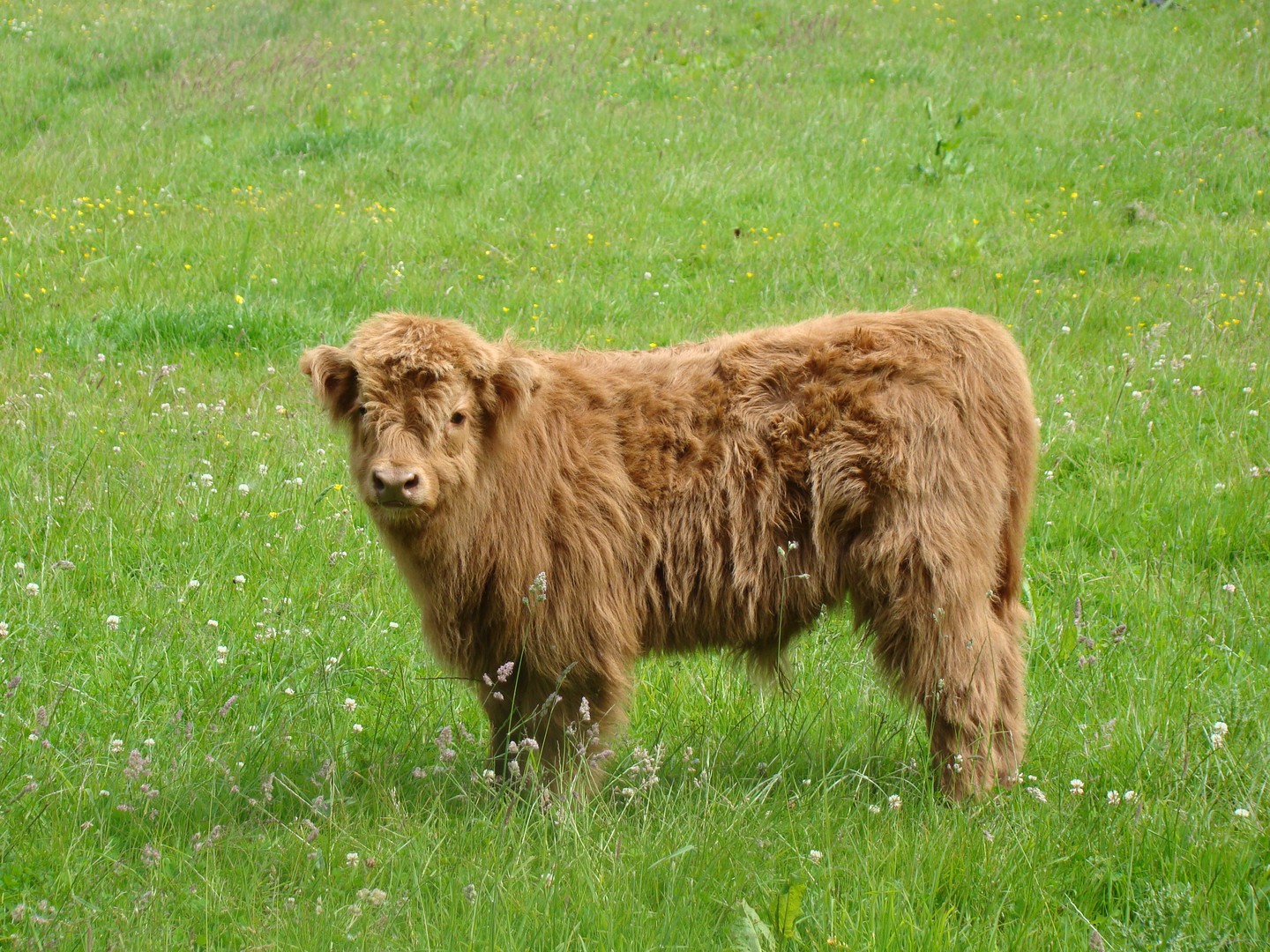 schotse hooglander