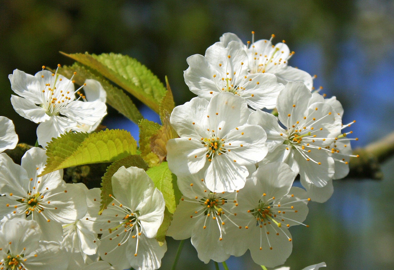 Kirschblüte