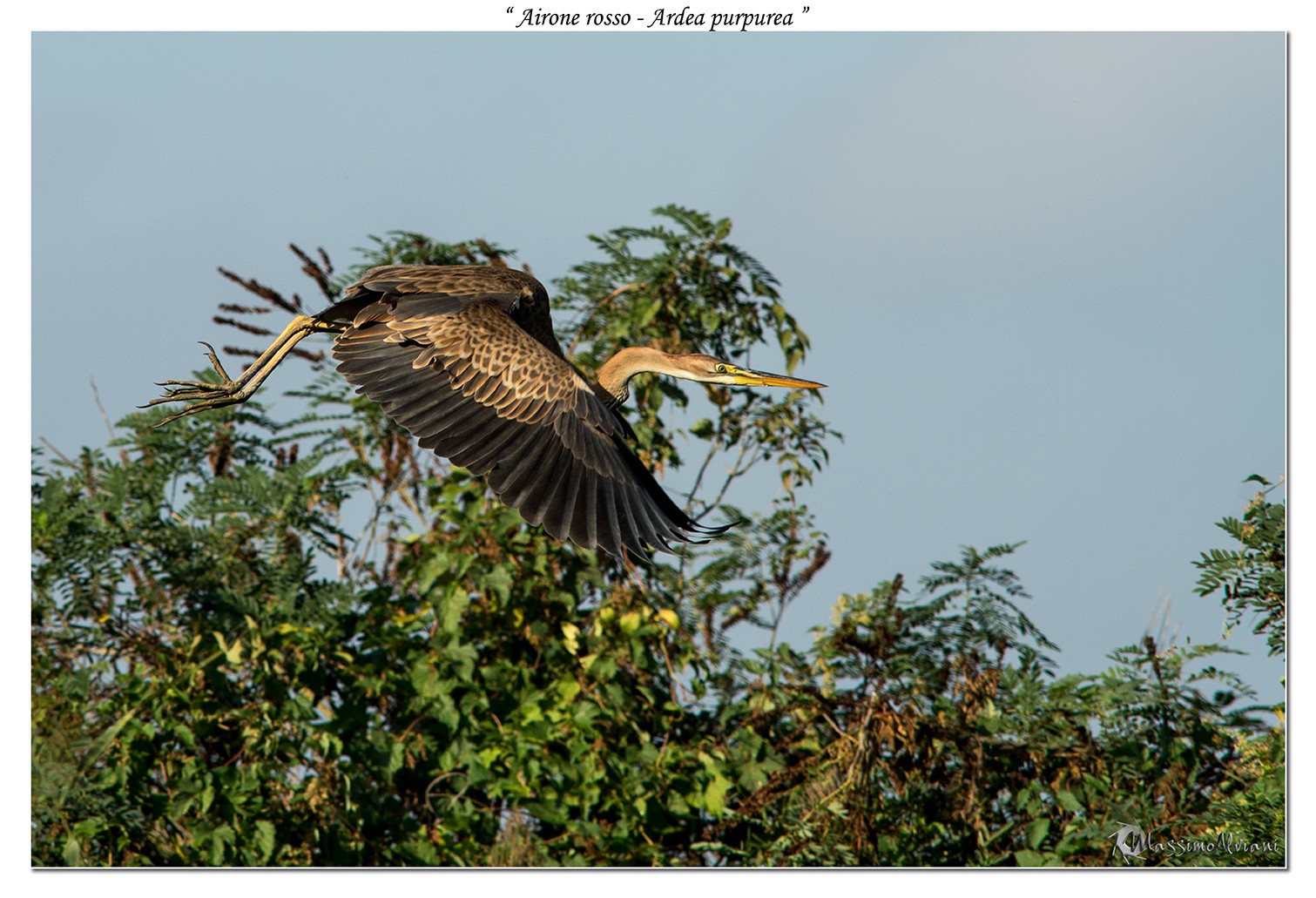 Airone rosso - Ardea purpurea